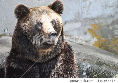 Ezo brown bear at a watering hole 140367217