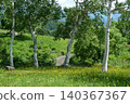 White birch trees of Rokuroshi Plateau 140367367