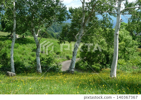 White birch trees of Rokuroshi Plateau 140367367