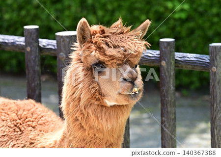 Fluffy alpaca Fluffy alpaca 140367388