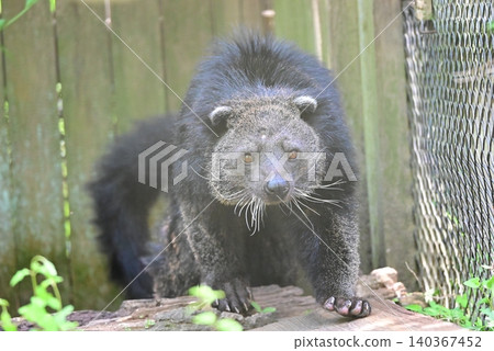 Binturongs are breeds with long, black fur. Binturongs are breeds with long, black fur. 140367452