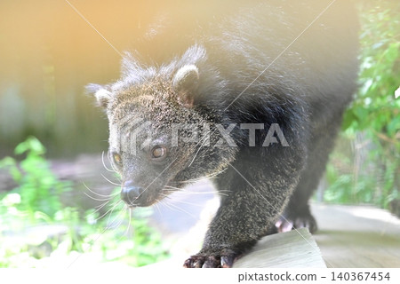 Binturongs are breeds with long, black fur. Binturongs are breeds with long, black fur. 140367454