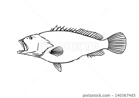一幅用筆觸線條繪製的石斑魚插圖,風格類似海水魚類線條圖百科全書。 一幅用筆觸線條繪製的石斑魚插圖,風格類似海水魚類線條圖百科全書。 140367485