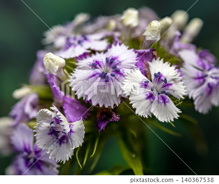 Tender Lilac Sweet William Dianthus Flowers on Green Background Tender Lilac Sweet William Dianthus Flowers on Green Background 140367538