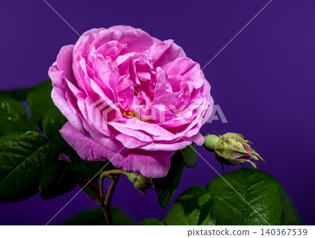 Beautiful Pink Rose Flower and Young Closed Bud on Purple Background 140367539