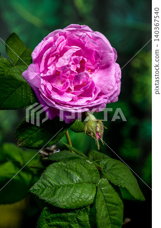 Beautiful Pink Rose Flower Blooming on Bush in Fresh Garden Beautiful Pink Rose Flower Blooming on Bush in Fresh Garden 140367540