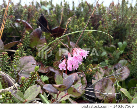 The delicate pink flowers of the Iwakagami flower blooming in the Zao alpine zone. The delicate pink flowers of the Iwakagami flower blooming in the Zao alpine zone. 140367569