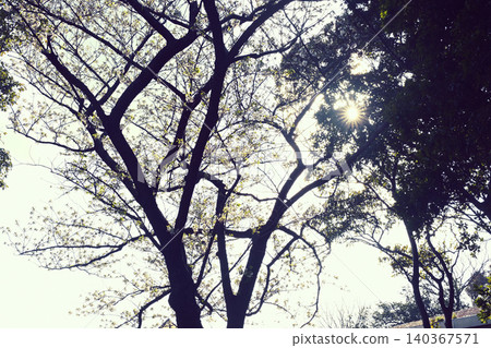 Sunlight filtering through the trees in the forest Sunlight filtering through the trees in the forest 140367571