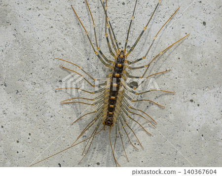 A giant centipede crawling on a concrete wall 140367604