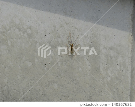 一隻巨大的蜈蚣在混凝土牆上爬行 140367621