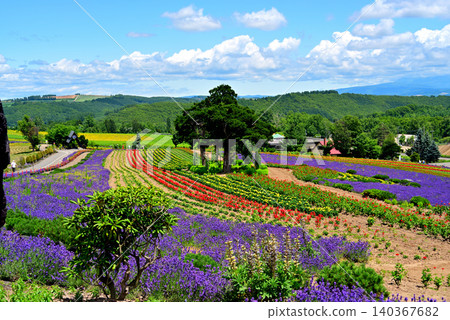 Biei in summer: lavender gardens and flower beds 140367682