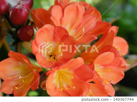 君子蘭的紅色花朵 140367744