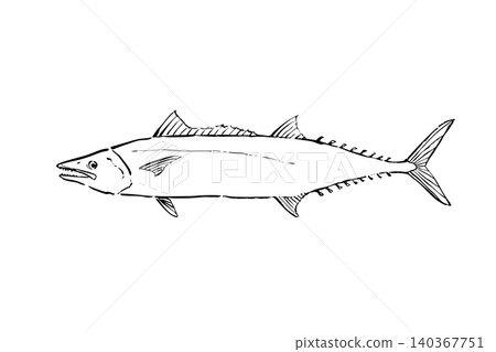 An illustration of a Spanish mackerel, in the style of a saltwater fish line drawing encyclopedia. An illustration of a Spanish mackerel, in the style of a saltwater fish line drawing encyclopedia. 140367751