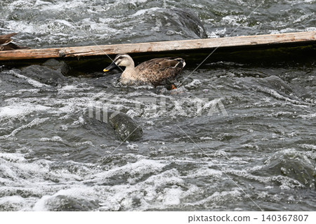 Ayu fish migrating upstream in the Tama River Ayu fish migrating upstream in the Tama River 140367807