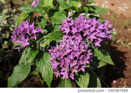 Purple pentas flowers blooming in the flowerbed Purple pentas flowers blooming in the flowerbed 140367899
