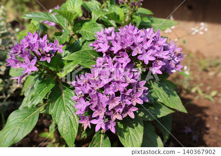 花壇裡盛開著紫色的五星花。 花壇裡盛開著紫色的五星花。 140367902