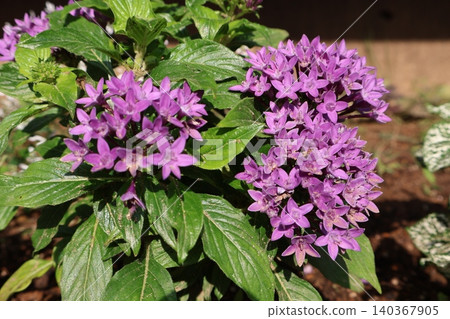 Purple pentas flowers blooming in the flowerbed Purple pentas flowers blooming in the flowerbed 140367905