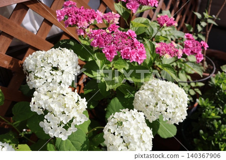 Annabelle and pink double-flowered hydrangeas Annabelle and pink double-flowered hydrangeas 140367906