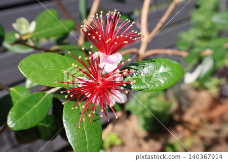 Feijoa flowers bloom in a unique way. Feijoa flowers bloom in a unique way. 140367914