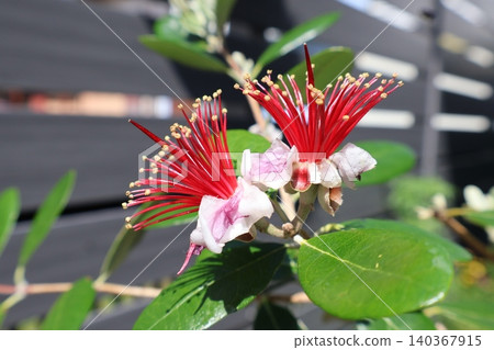 Feijoa flowers bloom in a unique way. 140367915