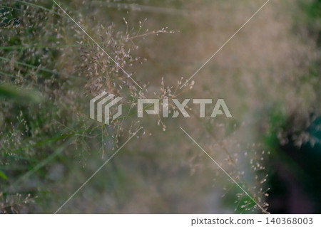 Closeup of delicate wild grass seed heads soft bokeh background creating natural airy texture peaceful meadow atmosphere outdoors Closeup of delicate wild grass seed heads soft bokeh background creating natural airy texture peaceful meadow atmosphere outdoors 140368003