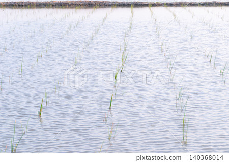 Young rice seedlings growing flooded paddy field rippling water surface agricultural landscape sustainable crop cultivation rural farmland Young rice seedlings growing flooded paddy field rippling water surface agricultural landscape sustainable crop cultivation rural farmland 140368014