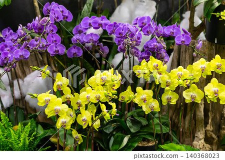 Vibrant purple yellow orchid flowers blooming lush tropical garden rich foliage creating colorful botanical display natural floral beauty 140368023