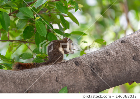 Small squirrel perched tree branch surrounded by lush green leaves natural forest setting showcasing wildlife behavior outdoor habitat Small squirrel perched tree branch surrounded by lush green leaves natural forest setting showcasing wildlife behavior outdoor habitat 140368032