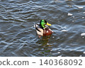 Ayu fish migrating upstream in the Tama River 140368092
