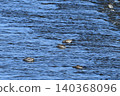 Ayu fish migrating upstream in the Tama River 140368096