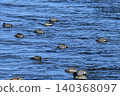 Ayu fish migrating upstream in the Tama River 140368097