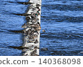 Ayu fish migrating upstream in the Tama River 140368098