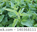 nettle, leaf, green 140368111