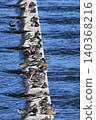 Ayu fish migrating upstream in the Tama River 140368216