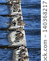 Ayu fish migrating upstream in the Tama River 140368217