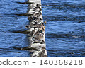 Ayu fish migrating upstream in the Tama River 140368218