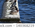 Ayu fish migrating upstream in the Tama River 140368219