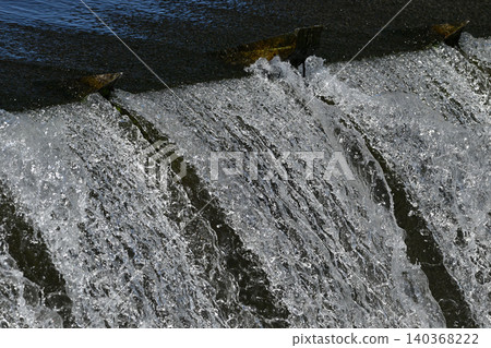 Ayu fish migrating upstream in the Tama River Ayu fish migrating upstream in the Tama River 140368222
