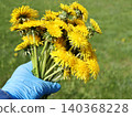 dandelion, flower, hand 140368228