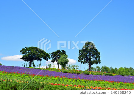 Biei in summer: lavender gardens and flower beds Biei in summer: lavender gardens and flower beds 140368240