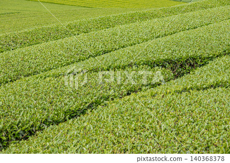 A landscape with a tea plantation A landscape with a tea plantation 140368378
