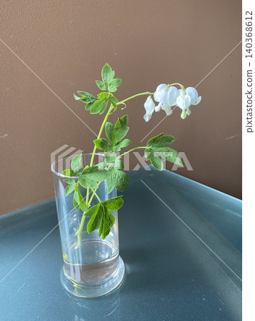 用於機器學習的鮮切花:來自群馬縣的*Tai-tsuri-kusa*(白色)。 用於機器學習的鮮切花:來自群馬縣的*Tai-tsuri-kusa*(白色)。 140368612