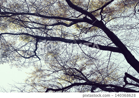 Roadside tree  140368628