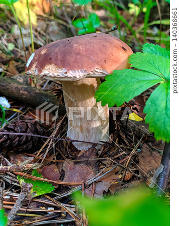 Beautiful cep or penny bun mushroom in natural wild woodland environment in autumn. Beautiful cep or penny bun mushroom in natural wild woodland environment in autumn. 140368661