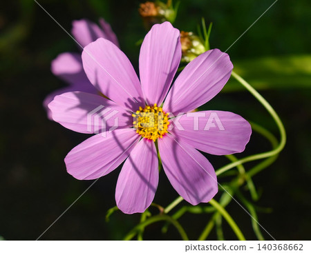Vibrant pink cosmos bipinnatus flower with yellow center and green foliage against dark background. Vibrant pink cosmos bipinnatus flower with yellow center and green foliage against dark background. 140368662