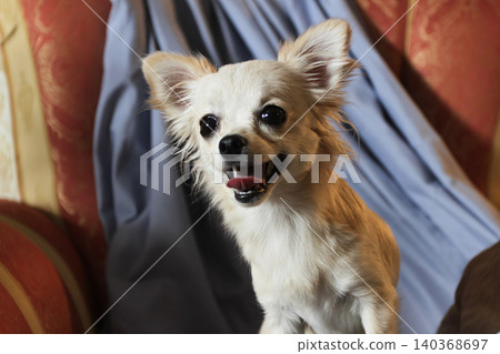 Smiling Chihuahua with big dark eyes and large ears, domestic portrait with classical interior details Smiling Chihuahua with big dark eyes and large ears, domestic portrait with classical interior details 140368697