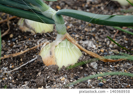 A close-up of onions buried in the soil in a home garden, almost ready for harvest. A close-up of onions buried in the soil in a home garden, almost ready for harvest. 140368938