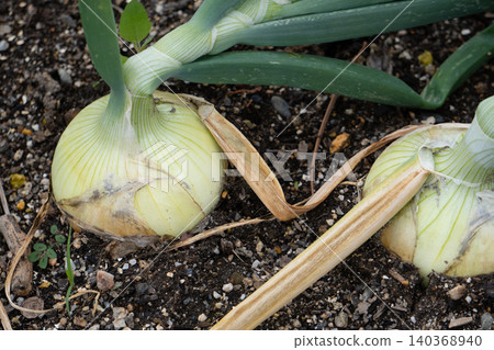 A close-up of onions buried in the soil in a home garden, almost ready for harvest. A close-up of onions buried in the soil in a home garden, almost ready for harvest. 140368940