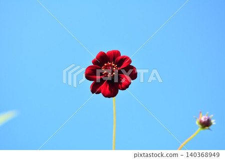 Chocolate cosmos flowers blooming in the early summer blue sky Chocolate cosmos flowers blooming in the early summer blue sky 140368949