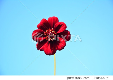 Chocolate cosmos flowers blooming in the early summer blue sky Chocolate cosmos flowers blooming in the early summer blue sky 140368950